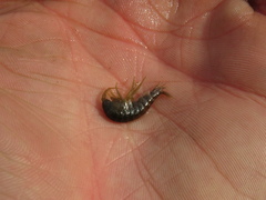 Gammarus lacustris