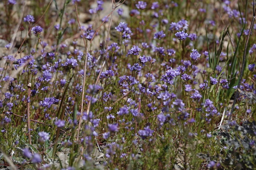 iNaturalist observation photo of California gilia