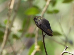 Lampornis amethystinus