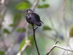 Lampornis amethystinus