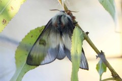 Hemileuca nevadensis