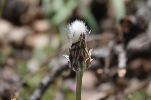 iNaturalist observation photo of bigflower agoseris
