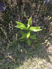 Magnoliopsida