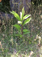 Magnoliopsida