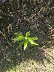 Magnoliopsida