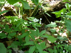 Cardamine waldsteinii