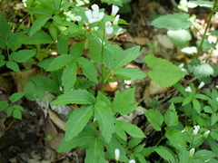 Cardamine waldsteinii