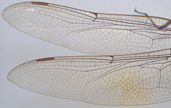 Anax guttatus