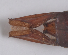 Anax guttatus