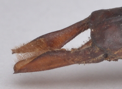 Anax guttatus
