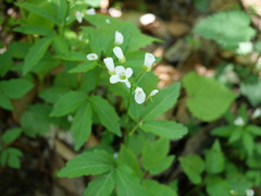 Cardamine waldsteinii