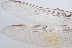 Anax guttatus
