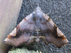 Pangrapta obscurata
