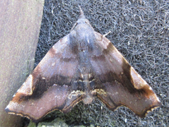 Pangrapta obscurata