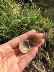 Corbicula fluminea