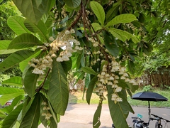 Elaeocarpus rugosus