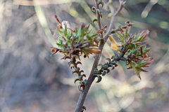 Wahlenbergia neorigida
