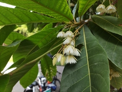 Elaeocarpus rugosus