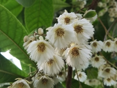 Elaeocarpus rugosus