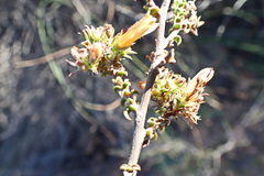 Wahlenbergia neorigida
