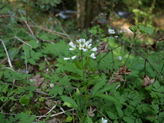 Cardamine waldsteinii