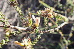 Wahlenbergia neorigida