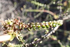 Wahlenbergia neorigida