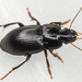 Harpalus tardus - Photo (c) Peter Danter, some rights reserved (CC BY-ND), uploaded by Peter Danter
