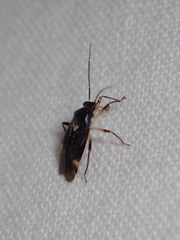 Tropidosteptes