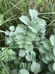 Sanguisorba minor
