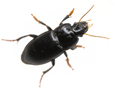 Harpalus tardus