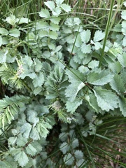 Sanguisorba minor
