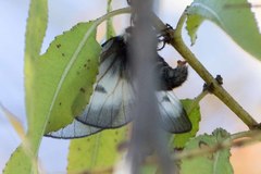 Hemileuca nevadensis