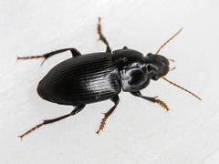 Harpalus tardus