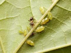 Periphyllus testudinaceus