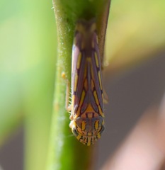 Apogonalia stalii