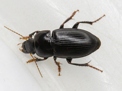 Harpalus tardus