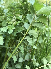 Sanguisorba minor