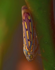 Apogonalia stalii