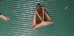 Chalciope alcyona