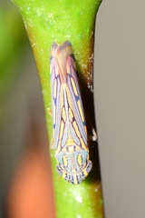 Apogonalia stalii