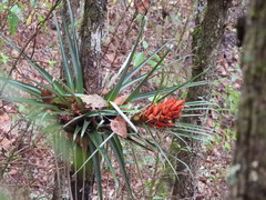 Tillandsia ponderosa