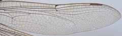 Anax guttatus