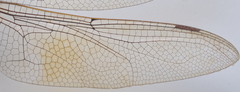 Anax guttatus