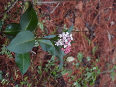 Asclepias pellucida
