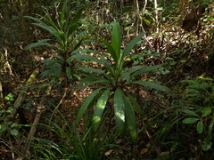 Cordyline rubra