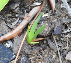 Dietes grandiflora