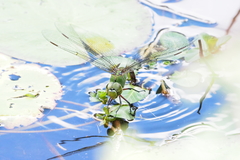 Anax gibbosulus