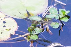 Anax gibbosulus