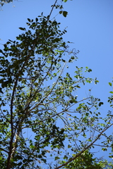 Zanthoxylum caribaeum